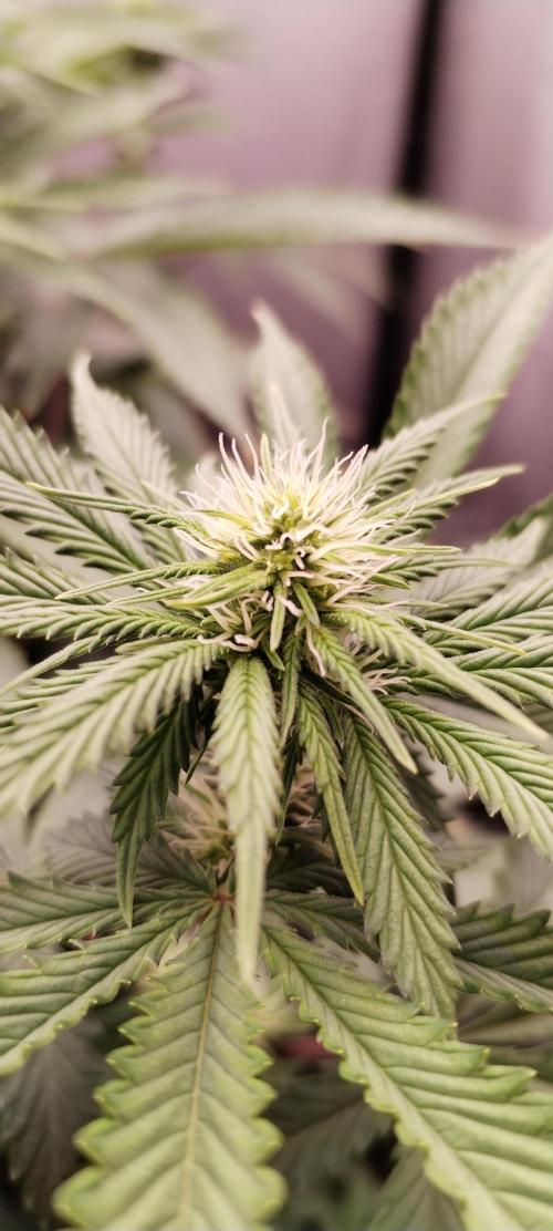 Kannabia ZOAP ROSE. Week 7