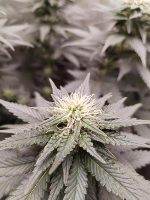 Kannabia ZOAP ROSE. Week 8