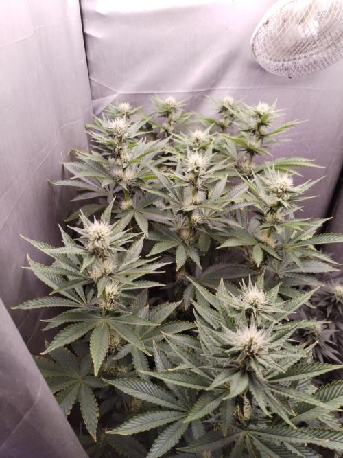 Kannabia ZOAP ROSE. Week 8