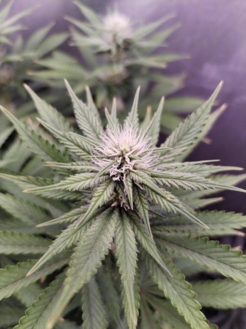 Kannabia ZOAP ROSE. Week 8