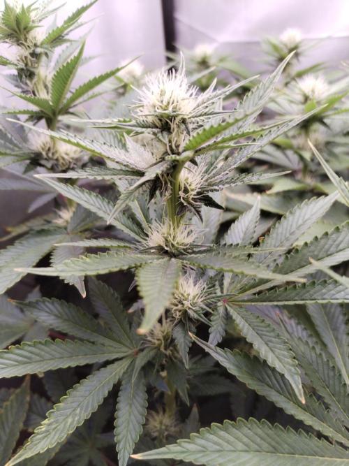 Kannabia ZOAP ROSE. Week 8