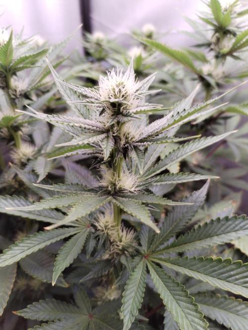 Kannabia ZOAP ROSE. Week 8