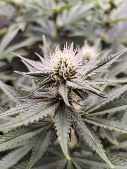 Kannabia ZOAP ROSE. Week 8