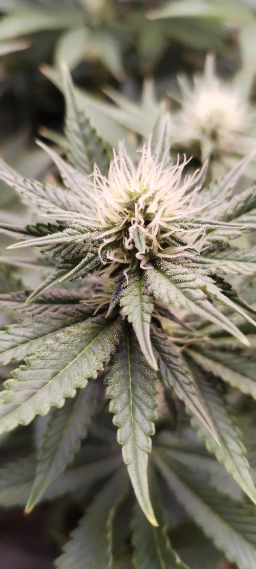 Kannabia ZOAP ROSE. Week 8