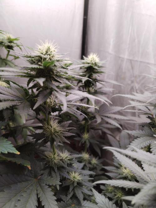 Kannabia Sunset Sherbet go fast F1. Week 8