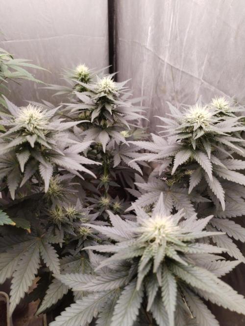 Kannabia Sunset Sherbet go fast F1. Week 8