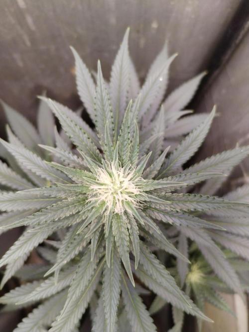 Kannabia Sunset Sherbet go fast F1. Week 8