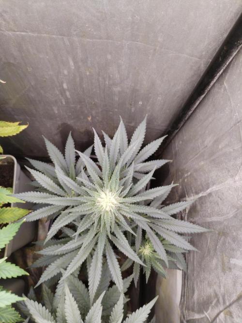 Kannabia Sunset Sherbet go fast F1. Week 8