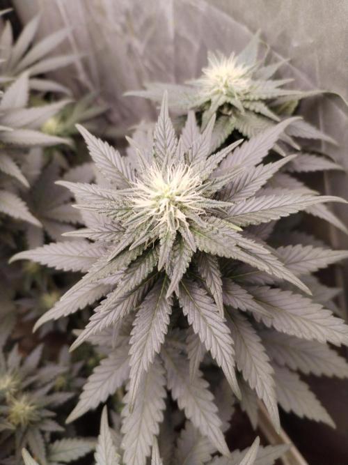 Kannabia Sunset Sherbet go fast F1. Week 8