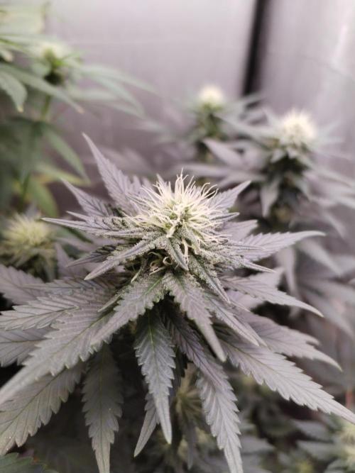 Kannabia Sunset Sherbet go fast F1. Week 8