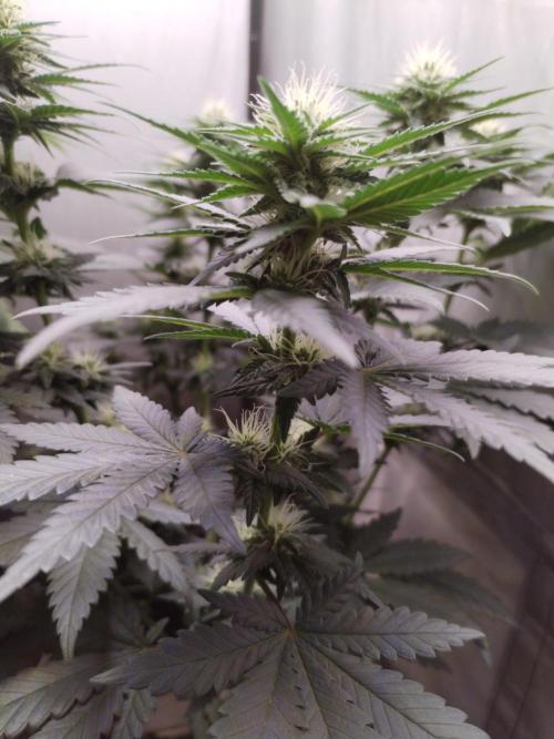 Kannabia Sunset Sherbet go fast F1. Week 8