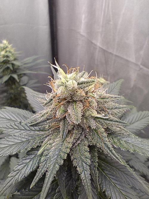 Kannabia Sunset Sherbet go fast F1. Week 9