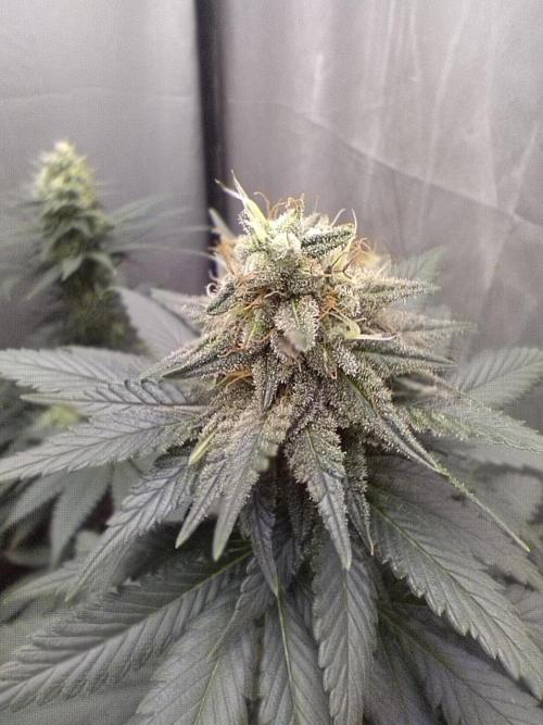 Kannabia Sunset Sherbet go fast F1. Week 9