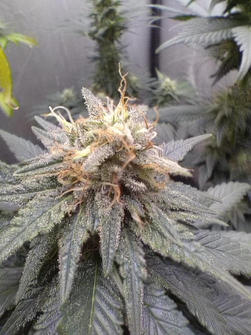 Kannabia Sunset Sherbet go fast F1. Week 9