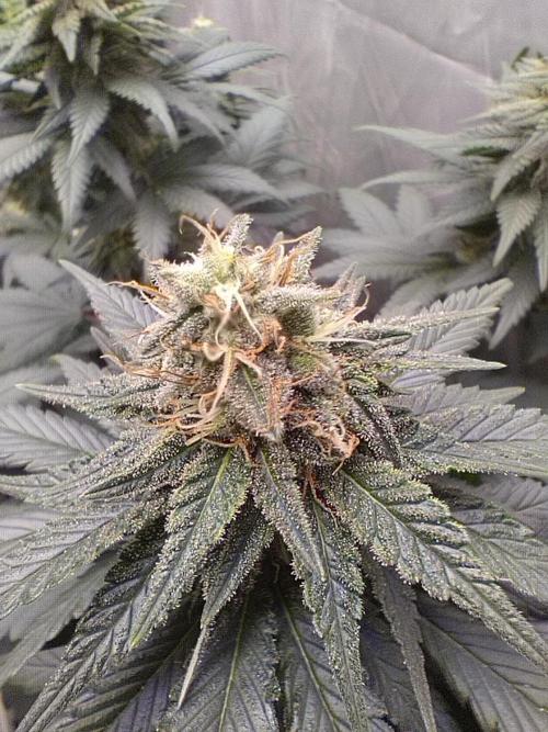 Kannabia Sunset Sherbet go fast F1. Week 9