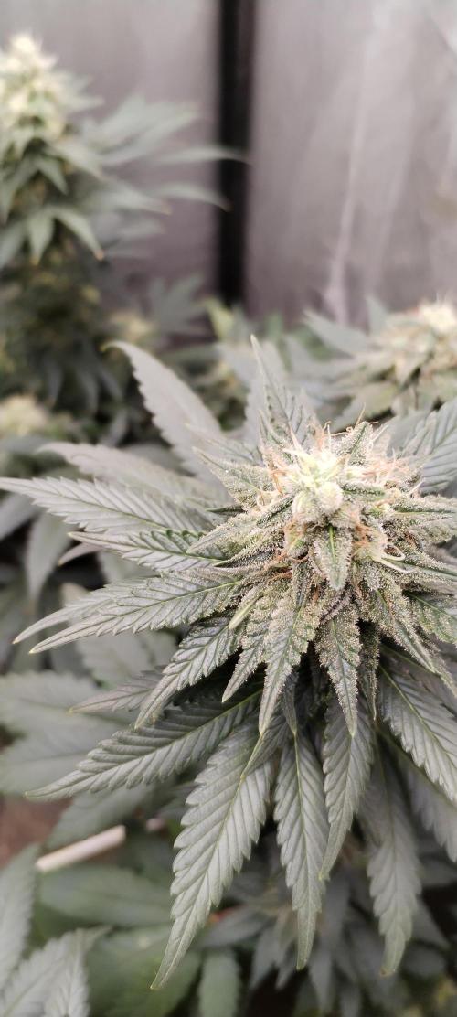 Kannabia Sunset Sherbet go fast F1. Week 9