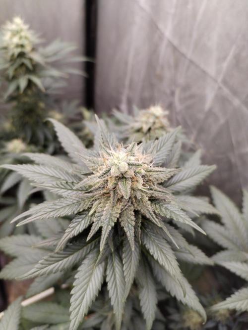 Kannabia Sunset Sherbet go fast F1. Week 9