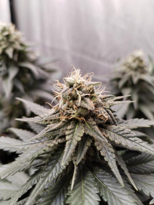 Kannabia Sunset Sherbet go fast F1. Week 9