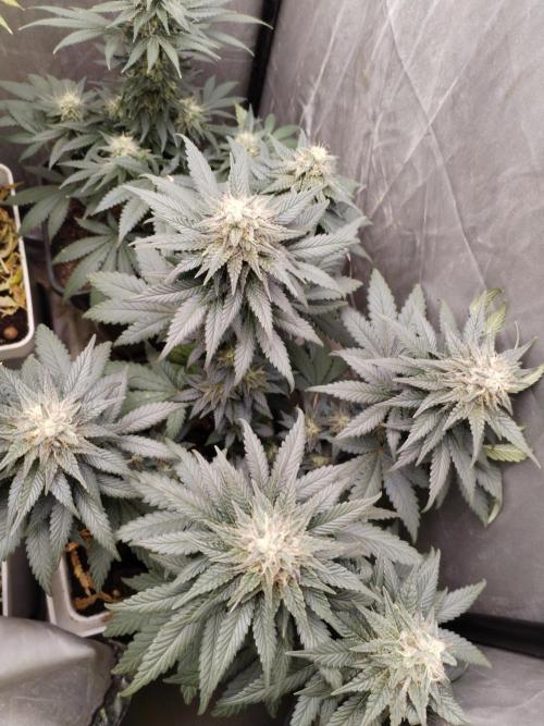 Kannabia Sunset Sherbet go fast F1. Week 9