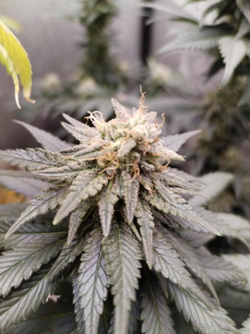 Kannabia Sunset Sherbet go fast F1. Week 9