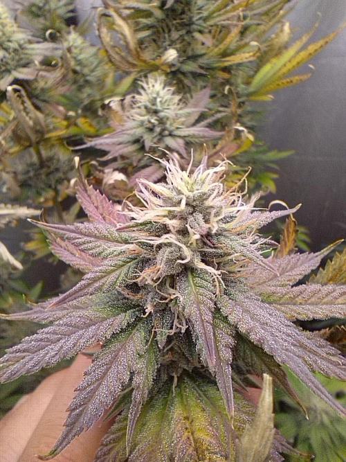 Kannabia ZOAP ROSE. Week 9