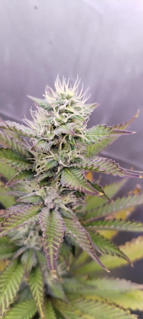 Kannabia ZOAP ROSE. Week 9