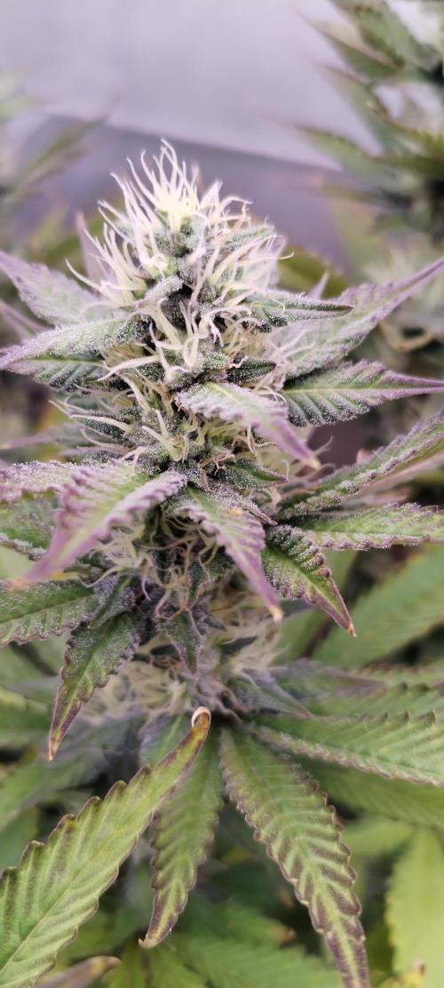 Kannabia ZOAP ROSE. Week 9