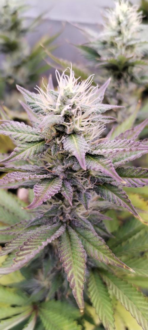 Kannabia ZOAP ROSE. Week 9