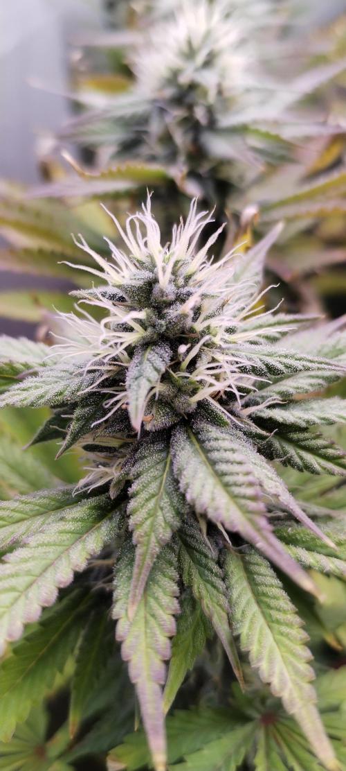 Kannabia ZOAP ROSE. Week 9