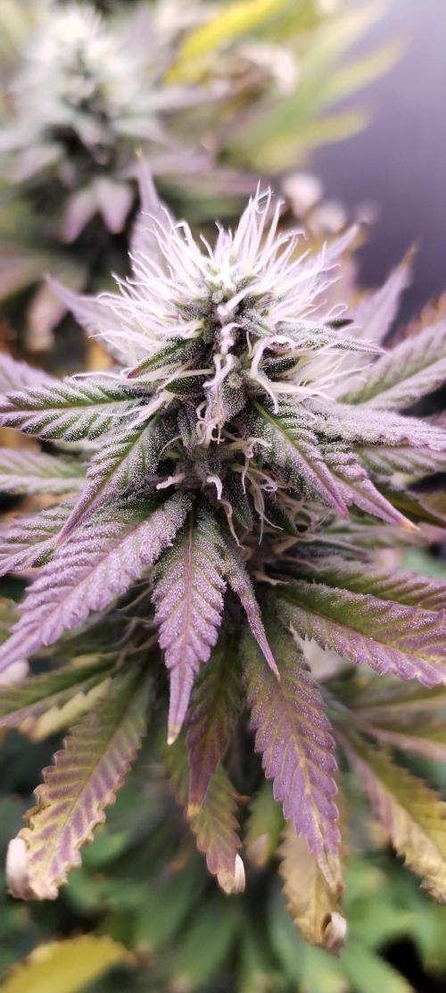 Kannabia ZOAP ROSE. Week 9