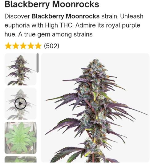Blackberry Moonrocks  Lucas Method. Week 0