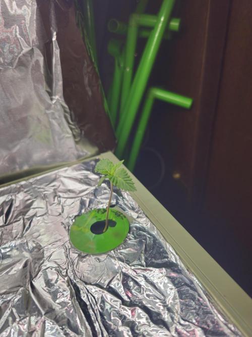 Advance Grow Tent System 2x4, Integrated Smart Controls. Week 1