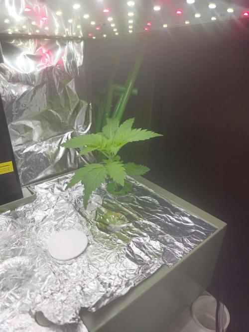 Bubblegum Sherbet - Lucas Method. Week 3 - 4/12