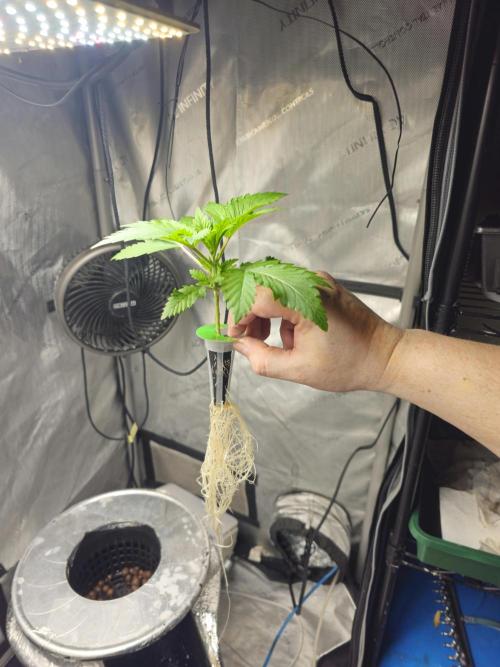 Bubblegum Sherbet - Lucas Method. Week 3 - 4/13 transplanted to hydrobucket in 2x4 tent