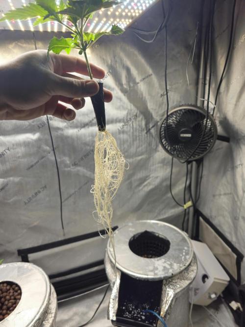 Bubblegum Sherbet - Lucas Method. Week 3 - 4/13 transplanted to hydrobucket in 2x4 tent