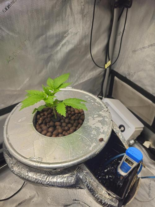 Bubblegum Sherbet - Lucas Method. Week 3 - 4/13 transplanted to hydrobucket in 2x4 tent