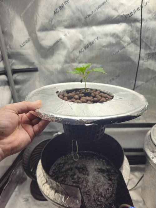 Blackberry Moonrocks  Lucas Method. Week 2 - 4/13 transplanted to hydrobucket in 2x4 tent
