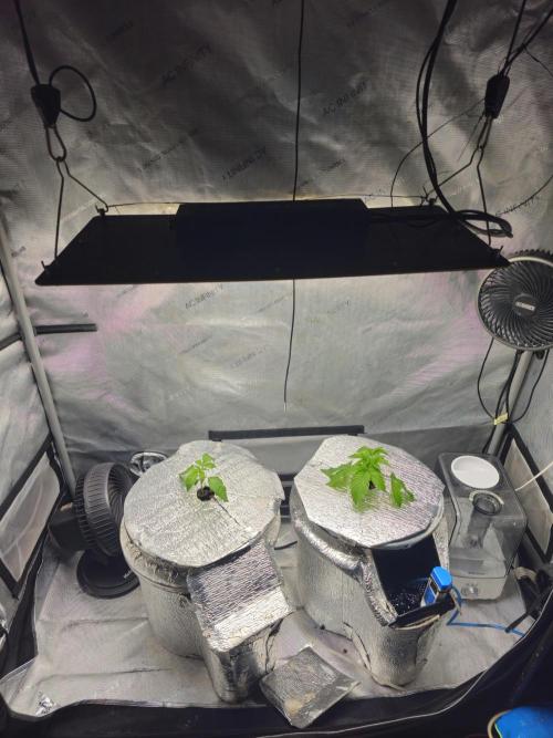 Blackberry Moonrocks  Lucas Method. Week 2 - 4/13