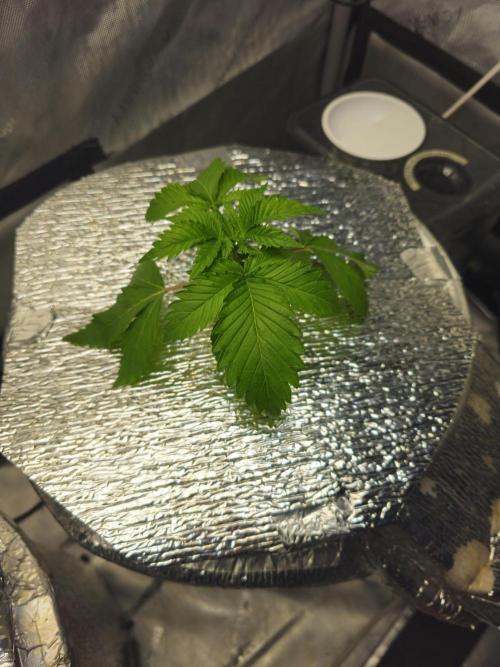 Bubblegum Sherbet - Lucas Method. Week 4 - 4/14