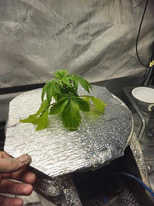 Bubblegum Sherbet - Lucas Method. Week 4 - 4/18