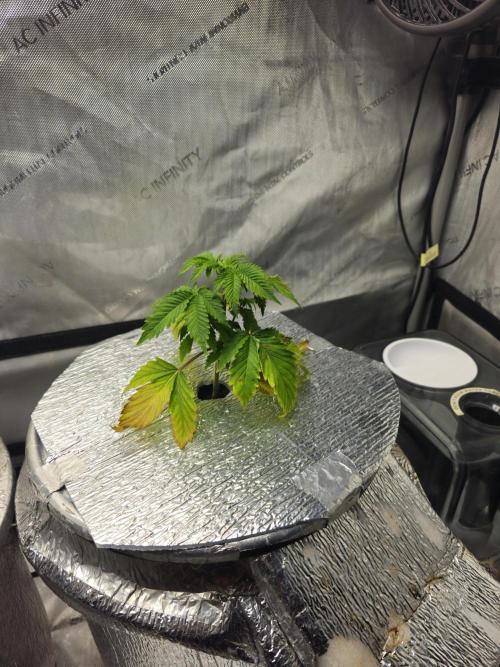 Bubblegum Sherbet - Lucas Method. Week 5 - 4/22