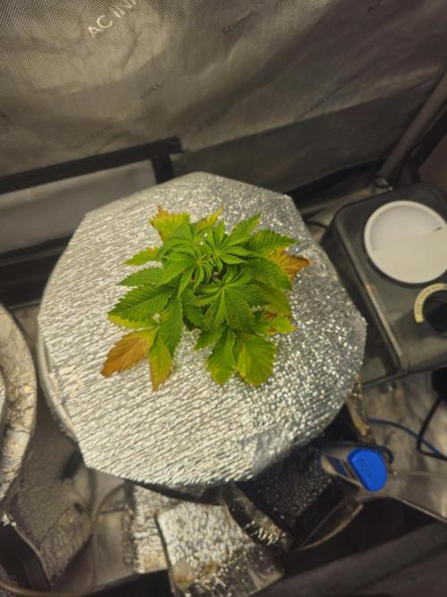 Bubblegum Sherbet - Lucas Method. Week 5 - 4/25