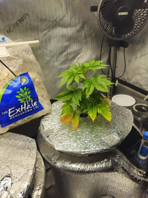 Bubblegum Sherbet - Lucas Method. Week 6