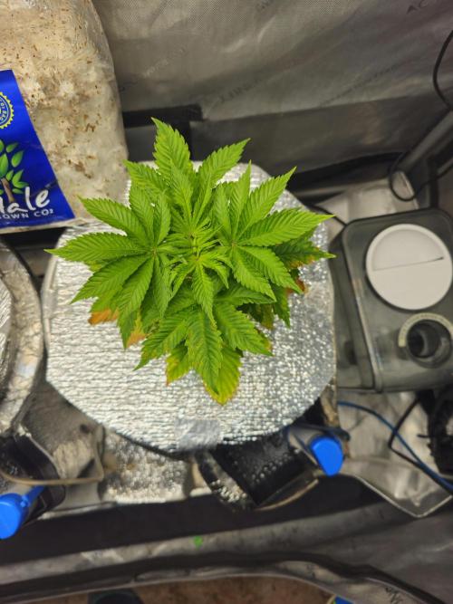 Bubblegum Sherbet - Lucas Method. Week 6