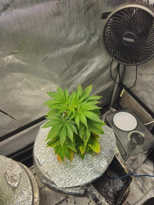 Bubblegum Sherbet - Lucas Method. Week 6
