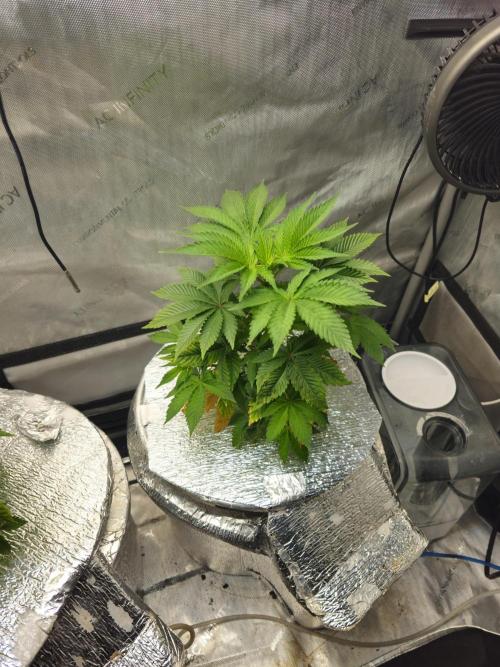 Bubblegum Sherbet - Lucas Method. Week 7 - 5/5