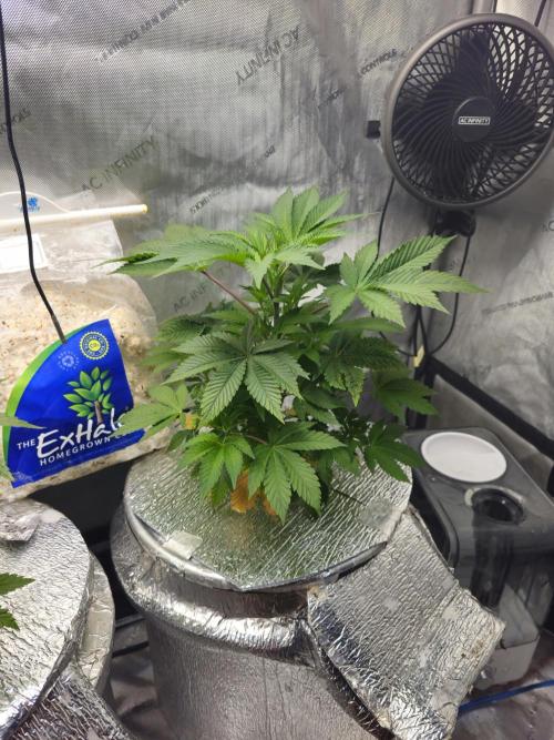 Bubblegum Sherbet - Lucas Method. Week 7 - 5/7