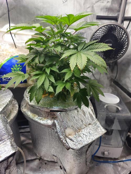 Bubblegum Sherbet - Lucas Method. Week 8 - 5/11