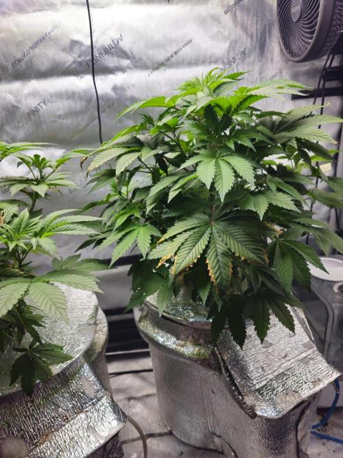 Bubblegum Sherbet - Lucas Method. Week 8 - 5/17