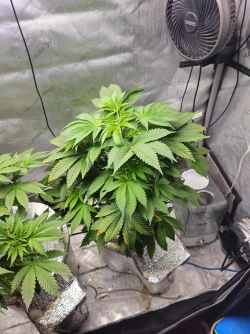 Bubblegum Sherbet - Lucas Method. Week 8 - 5/17